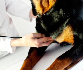 dog fatty tumor treatment dog fatty tumor treatment